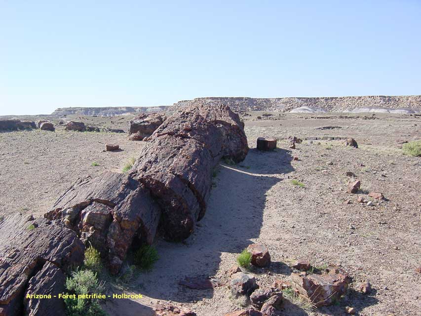 arizona - petrified forest